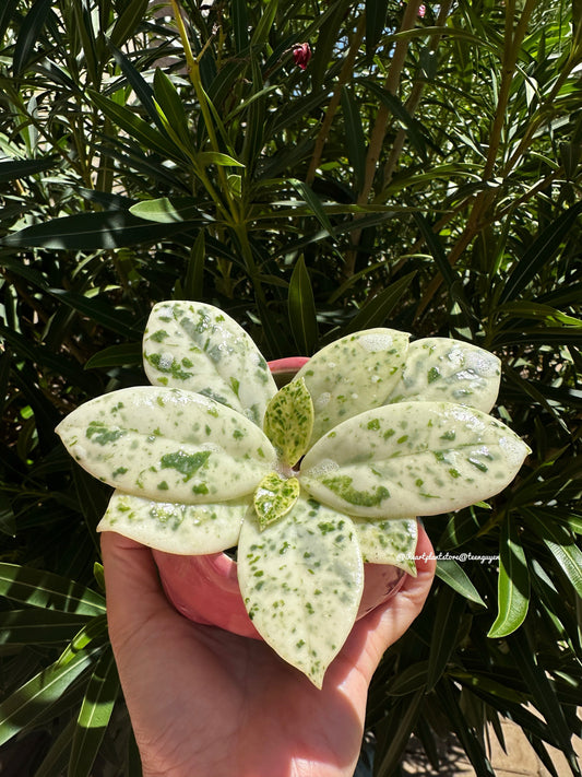 Local Plant Shop Arizona